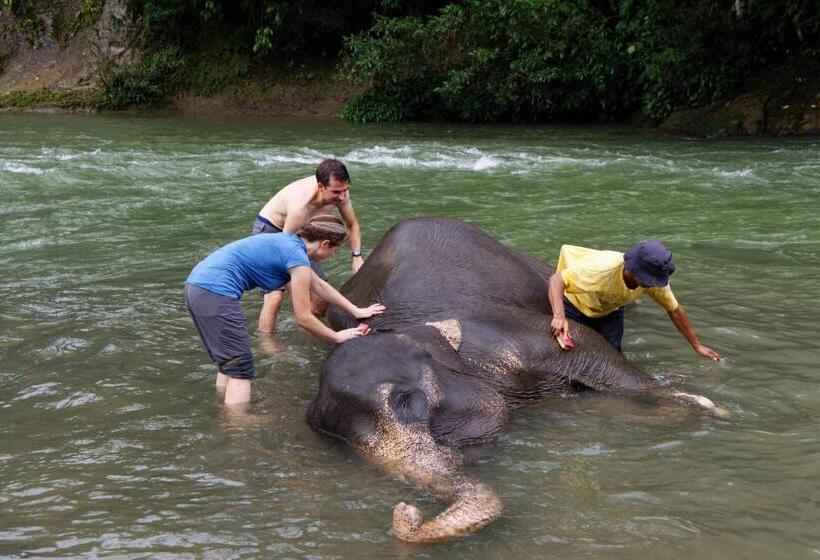 Orangutan Orchard Bungalow & Eco Jungle Trekking Activity