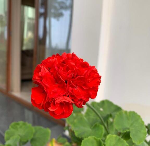 پانسیون Mayak Shekvetili