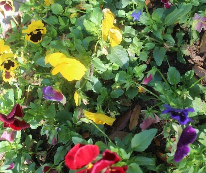 Cedar Oaks Inn The Birdcage Saloon