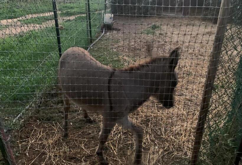 پانسیون Camera Graziosa