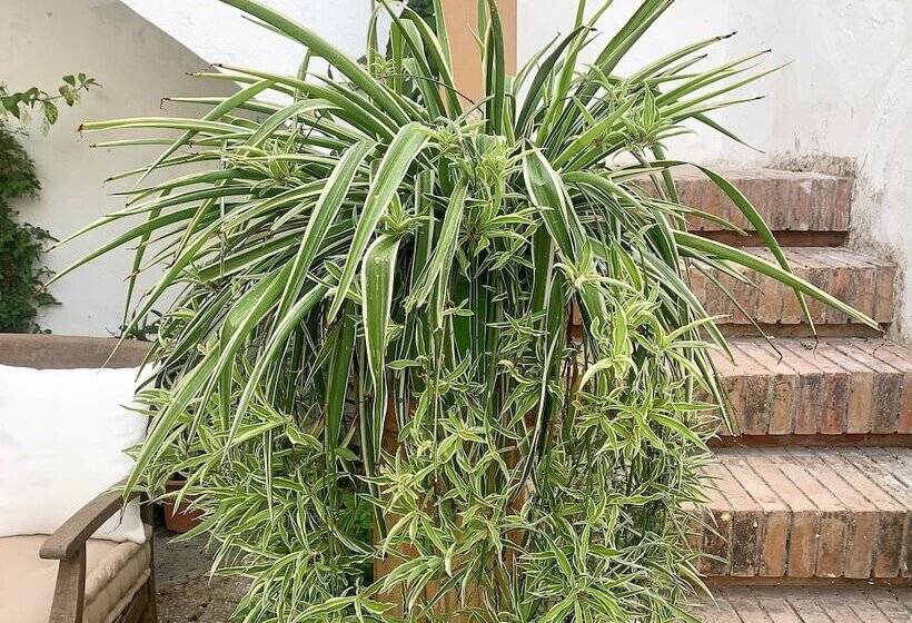 צימר Patios Del Agua