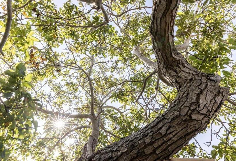 Trulli Mest Andrea Alle Lame