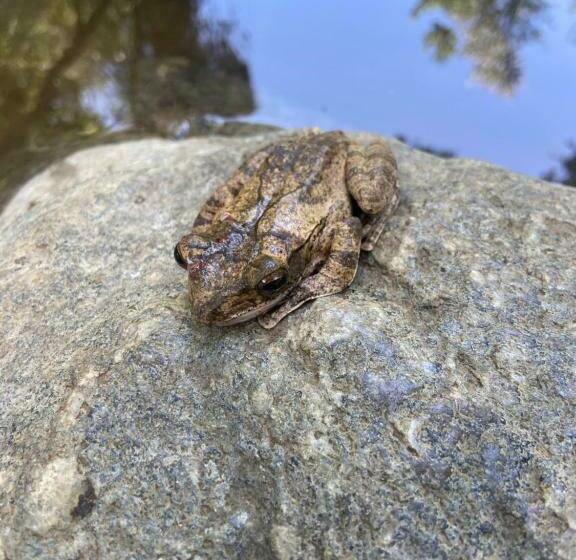 酒店 Moonshade Handapanagala