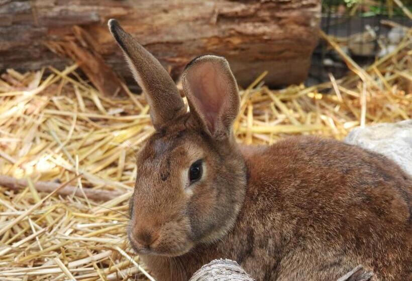 צימר La Suite Mélusine   Spa Du Souffle Du Saule