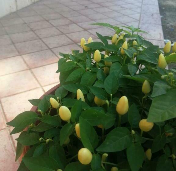 ペンション Affittacamere Roberta