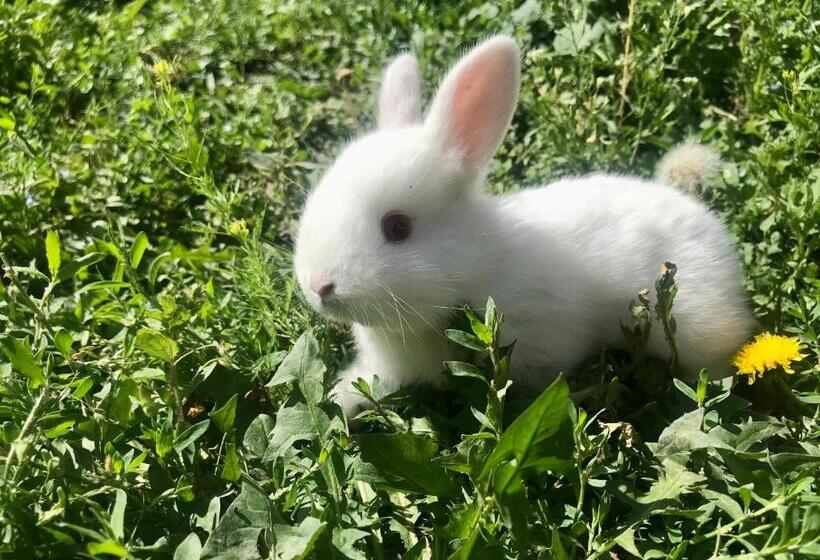 پانسیون Guest House Liliya