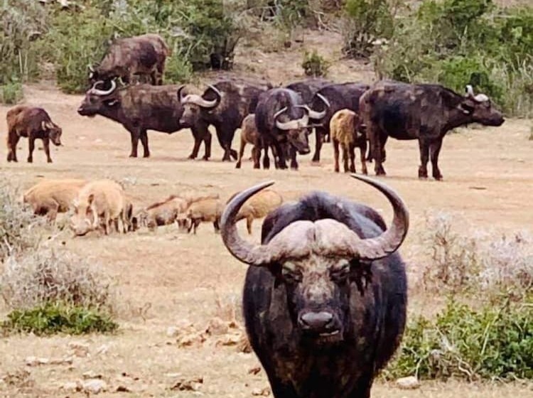 A1 Kynaston Self Catering Or Bed And Breakfast