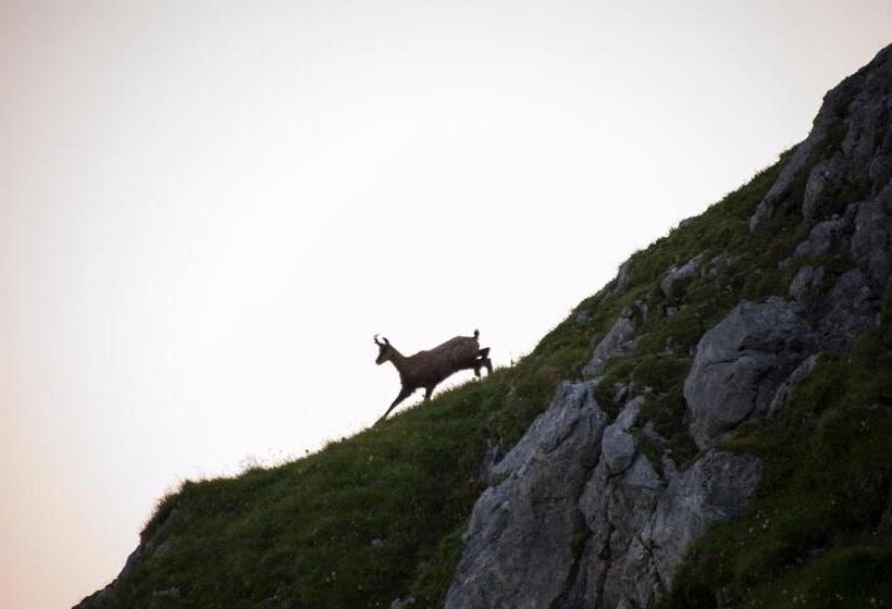 تختخواب و صبحانه Pension Daniel