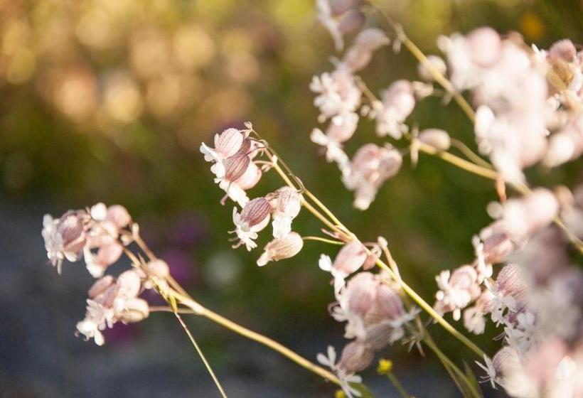 住宿加早餐  Pension Daniel