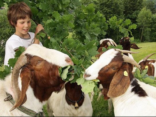 فندق Ferienhof Metzler