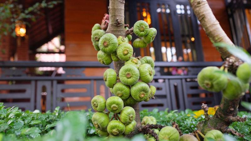 استراحتگاه Betel Garden Villa