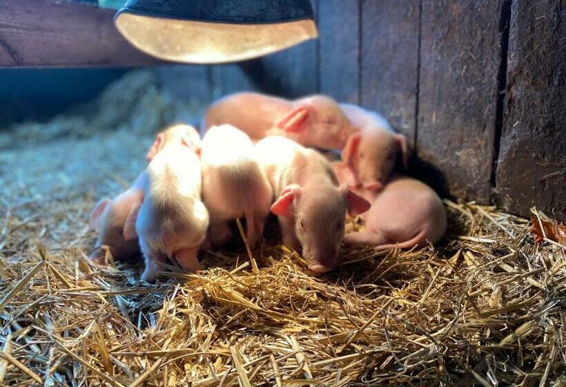 The Chestnuts Holiday Cottages