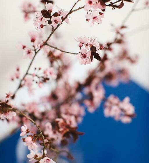 Cherry Blossom   Backup Power Inverter