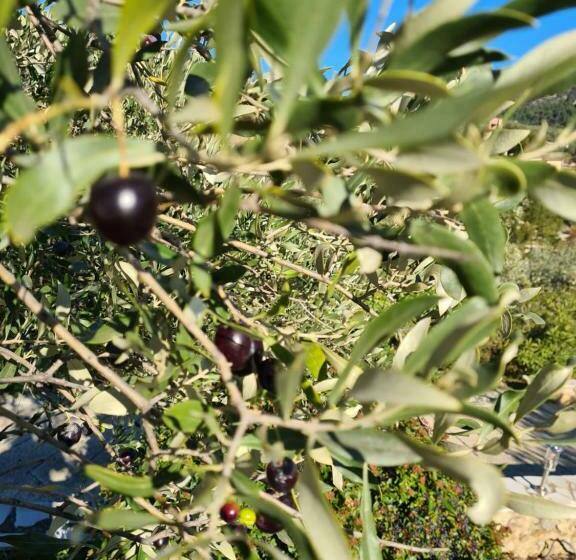 Les Oliviers Du Coquillon