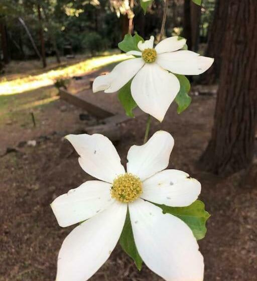 Pet/ski Friendly Hummingbird Nest Lodge