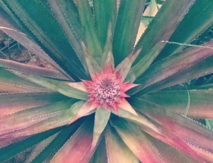 The Big Pineapple éstate   Suites