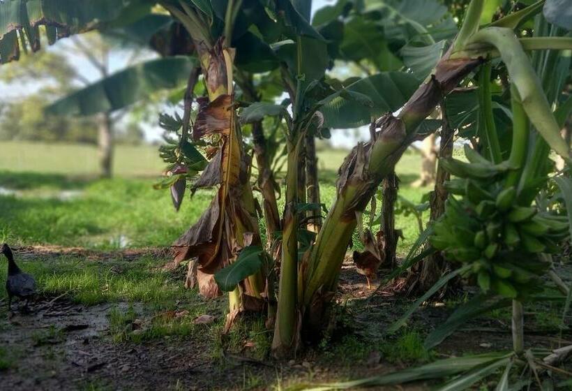 Granja De Búfalos Paz Y Armonía Vida De Campo
