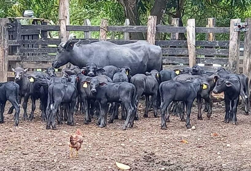 Granja De Búfalos Paz Y Armonía Vida De Campo