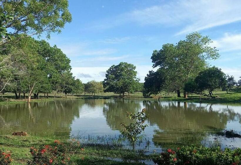 Granja De Búfalos Paz Y Armonía Vida De Campo
