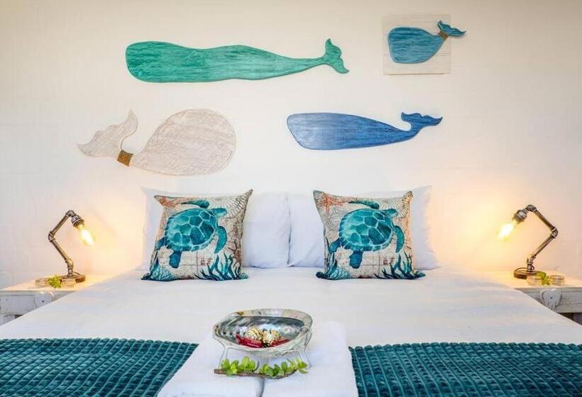 Whale & Tortoise   Lampiesbaai