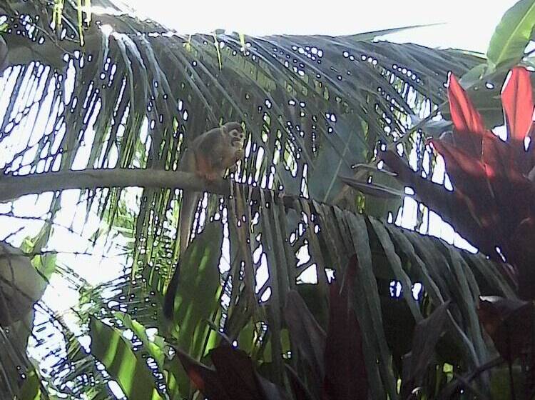 Amazon Bed And Breakfast