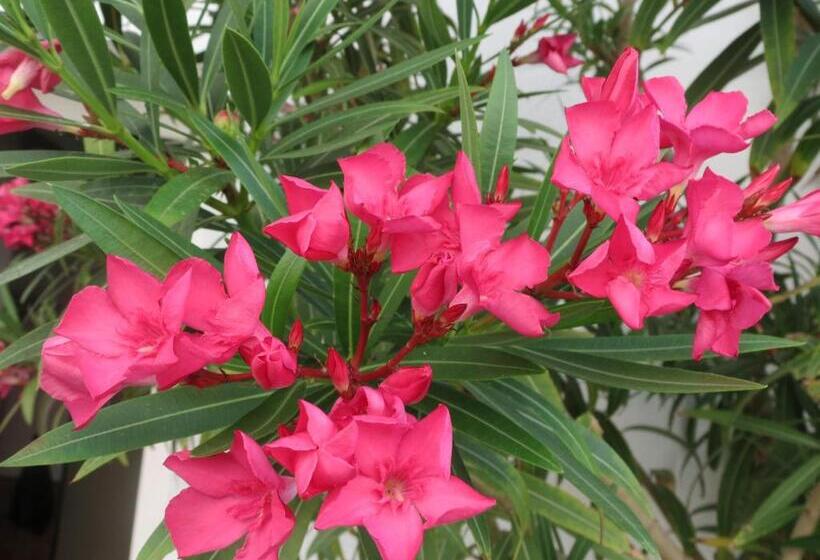 Bed and Breakfast Gartenpension Fischl