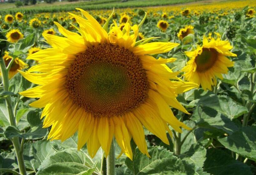 Bed and Breakfast Gartenpension Fischl