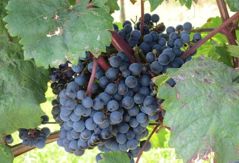 Bed and Breakfast Gartenpension Fischl