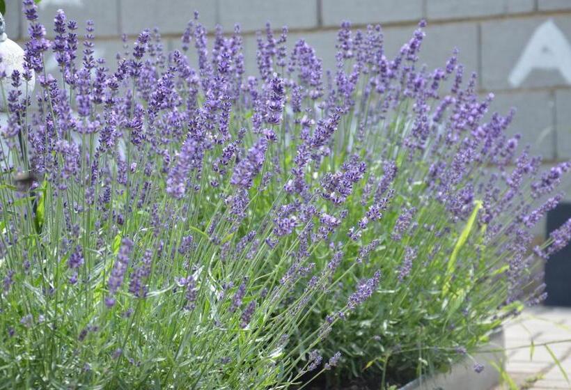 Bed and Breakfast Gästehaus Schmidt