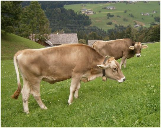 Bauernhof Bereuter Merbot