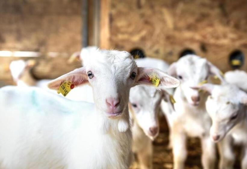 Отель Garni Alpina