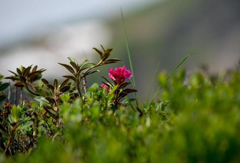 Отель Garni Alpina