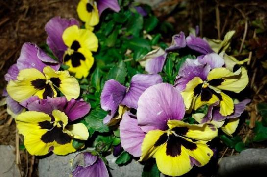 فندق Mühlenhof Mit Herrlichem Bodenseeblick