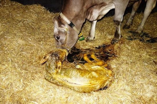 فندق Mühlenhof Mit Herrlichem Bodenseeblick