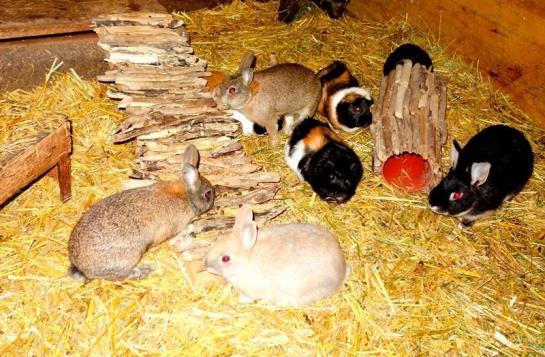 فندق Mühlenhof Mit Herrlichem Bodenseeblick