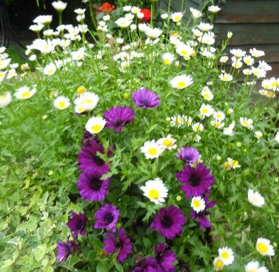 ホテル Orley House B&b