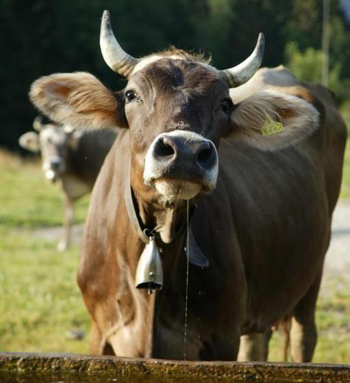 بنسيون Gasthof Ochsen