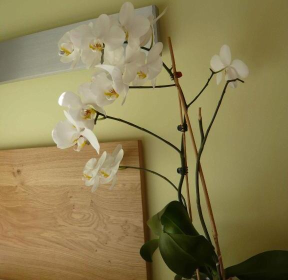 Valbella Bed & Breakfast