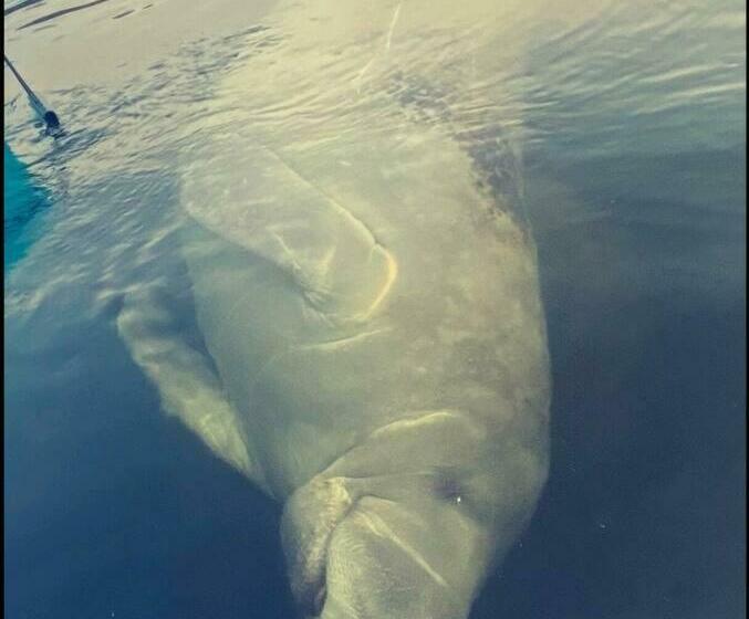 Direct Gulf Access With Boat Dock Minutes From Weechi Wachee