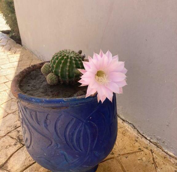 Les Jardins D Assilah