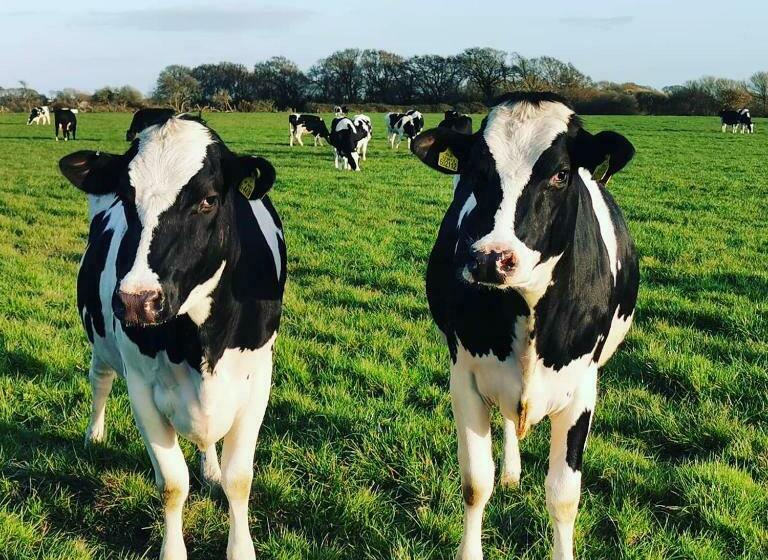 Rusty Shepherds Hut Sleeps Up To 4