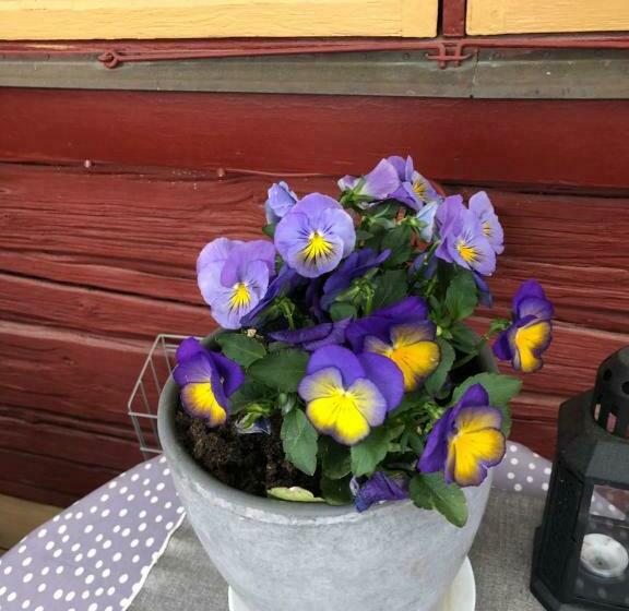 Mysigt Boende I Rättvik Med Utsikt över Siljan