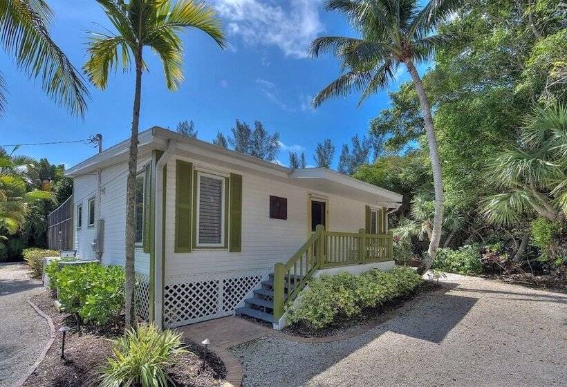 Coconut Palms