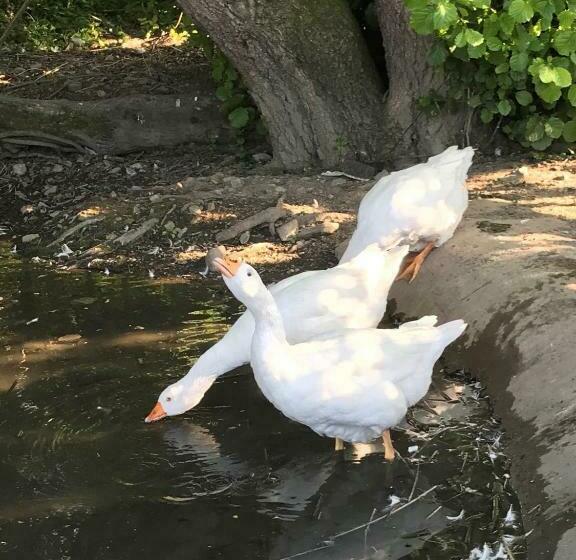 Poplar Lodge, Dee Valley Stays   Cosy Microlodge With Detached Private Shower & Wc