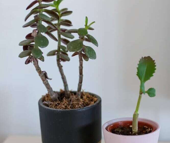 Shorebreak Bracklesham Bay Apartment