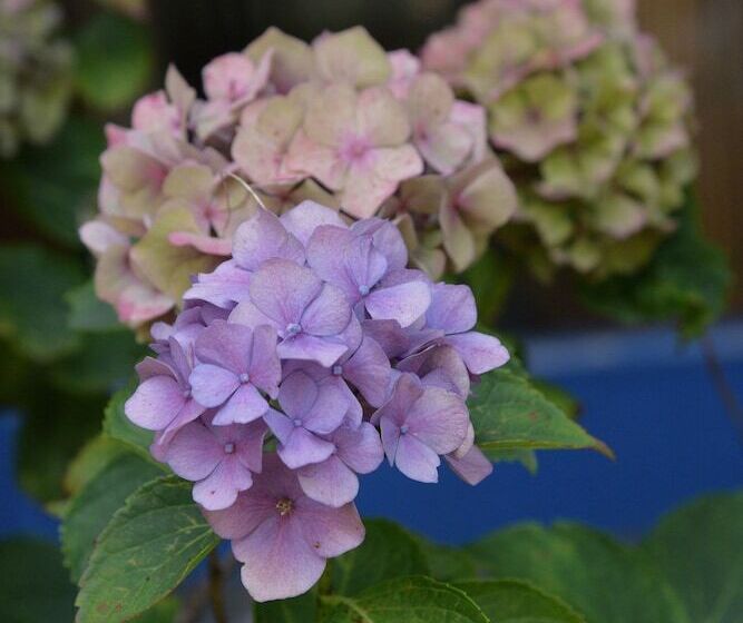 فندق Brandenburger Hof