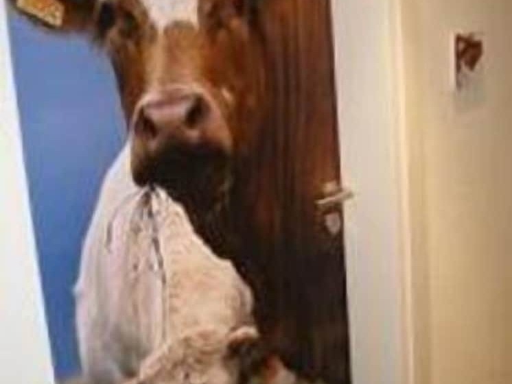 בית מלון כפרי Les Roches 1500