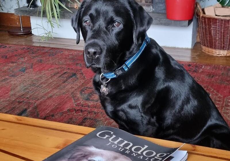 فندق The Four Seasons