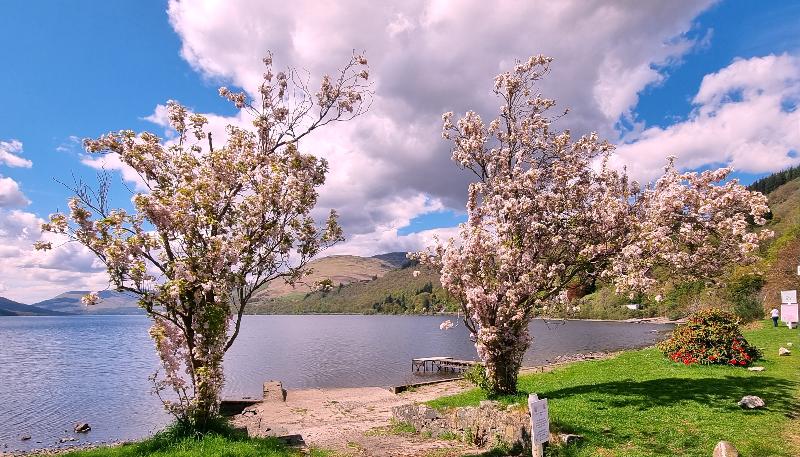 فندق The Four Seasons