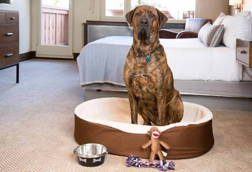 Vail Village King Hotel Room